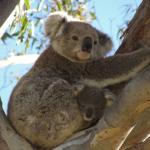 Raymond Island - Koalas
